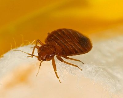 Bed Bug Control — Bed Bugs on Bed in Harrisburg, PA Bed Bug Control — Bed Bugs on Bed in Harrisburg, PA
