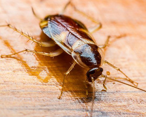 Cockroaches — Cockroach in Harrisburg, PA