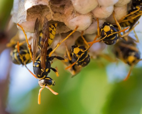 Wasp Nest — Flying Bugs in Harrisburg, PA