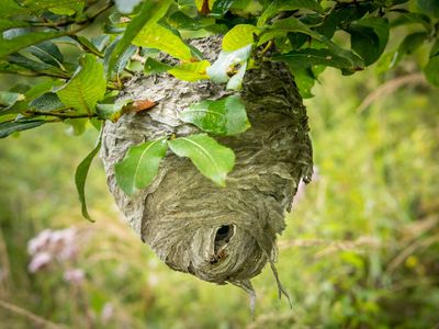 Hornets— Hornets Nest in Harrisburg, PA Hornets— Hornets Nest in Harrisburg, PA