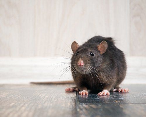 Rats — House Rodents in Harrisburg, PA