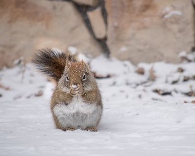 Squirrels — Squirrel in Snow in Harrisburg, PA Squirrels — Squirrel in Snow in Harrisburg, PA