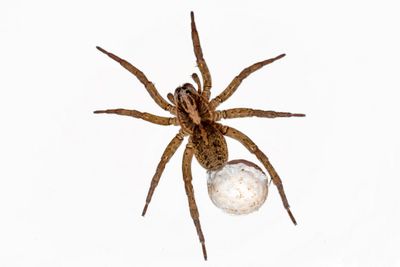 Spider— Crawling Bug Control in Harrisburg, PA Spider— Crawling Bug Control in Harrisburg, PA