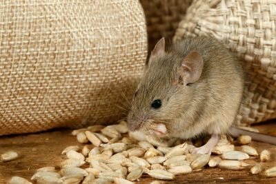 Mouse — Rodents in Harrisburg, PA Mouse — Rodents in Harrisburg, PA