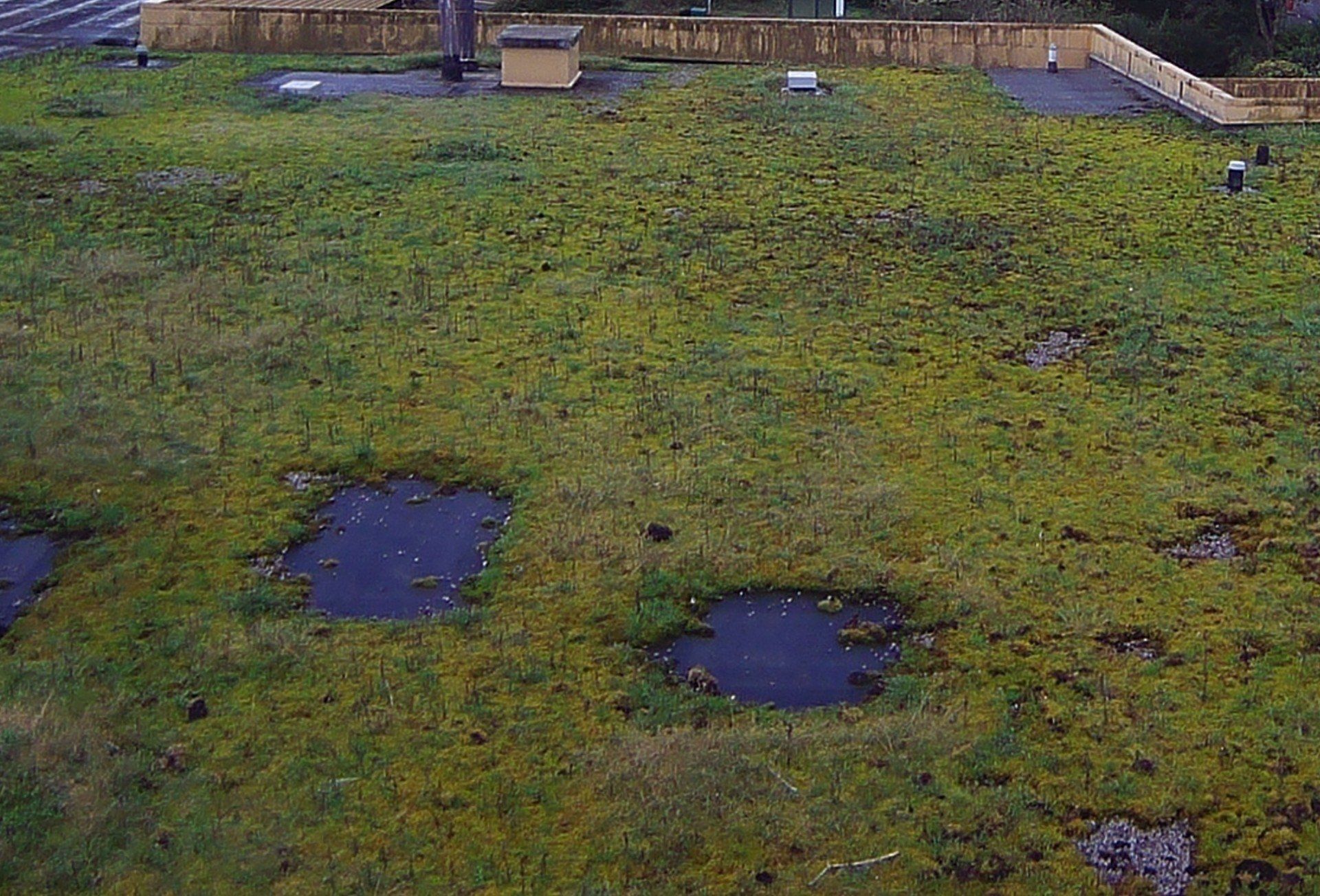 Grassy flat roof