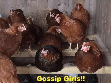 Live chicken
