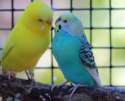 Yellow bird