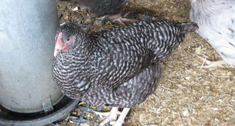 Hen