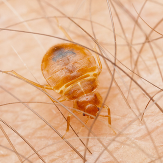 bed bug, bed bugs, bedbug, bedbugs, bedbug pest control, bedbug control, bedbug treatment, bed bug treatment, bed bug control