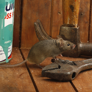 mouse control, mice control, mice pest control, mouse controller, mice controller, mice proofing, mouse proofing