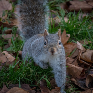 squirrel control, squirrel proofing, squirrel pest control, grey squirrel, grey squirrel pest control, squirrel proofing