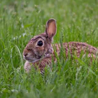 rabbit control, rabbit proofing, rabbit pest control