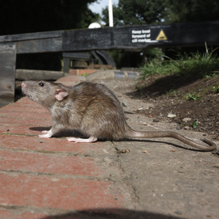 rat, rats, rat control, rat pest control, rat proofing