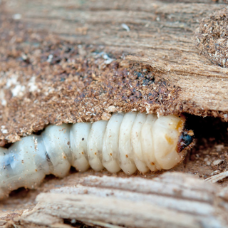 bed bug, bed bugs, bedbug, bedbugs, bedbug pest control, bedbug control, bedbug treatment, bed bug treatment, bed bug control