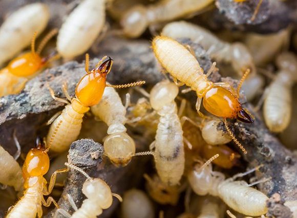 Termites — Bay City, TX — Klepac Pest & Termite Termites — Bay City, TX — Klepac Pest & Termite