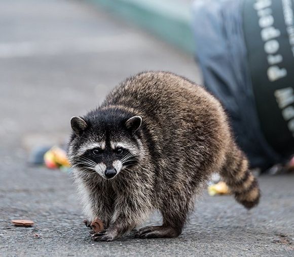 Wildlife Racoon — Bay City, TX — Klepac Pest & Termite
