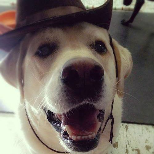 Doggie Daycare