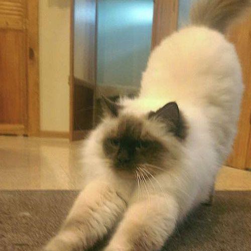 cat boarding reservation