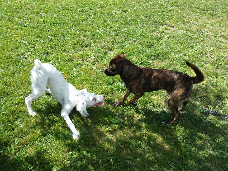Eagle Ridge Kennel 19