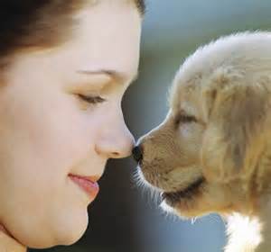 dog boarding