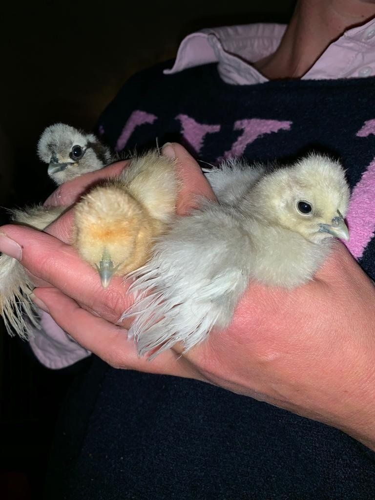 Drie pluizige kuikentjes worden in komvormige handen vastgehouden; één is lichtgeel, de andere twee zijn grijs en wit.