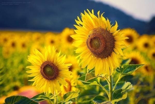 Twee gele zonnebloemen in een veld met nog meer zonnebloemen op de achtergrond, onder een blauwe hemel.