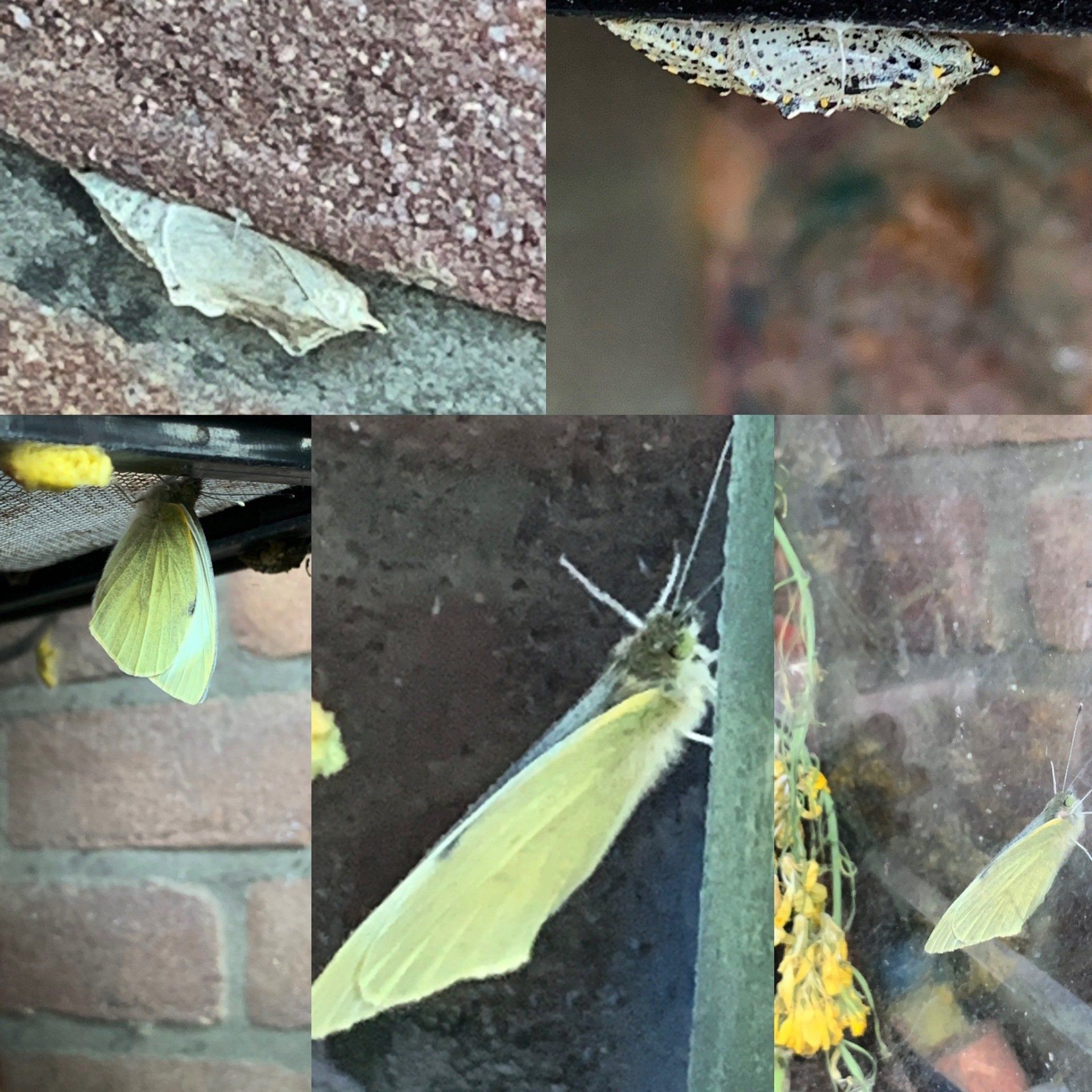 Afbeeldingen van de levenscyclus van een vlinder: poppen, een mot en gele vlinders.