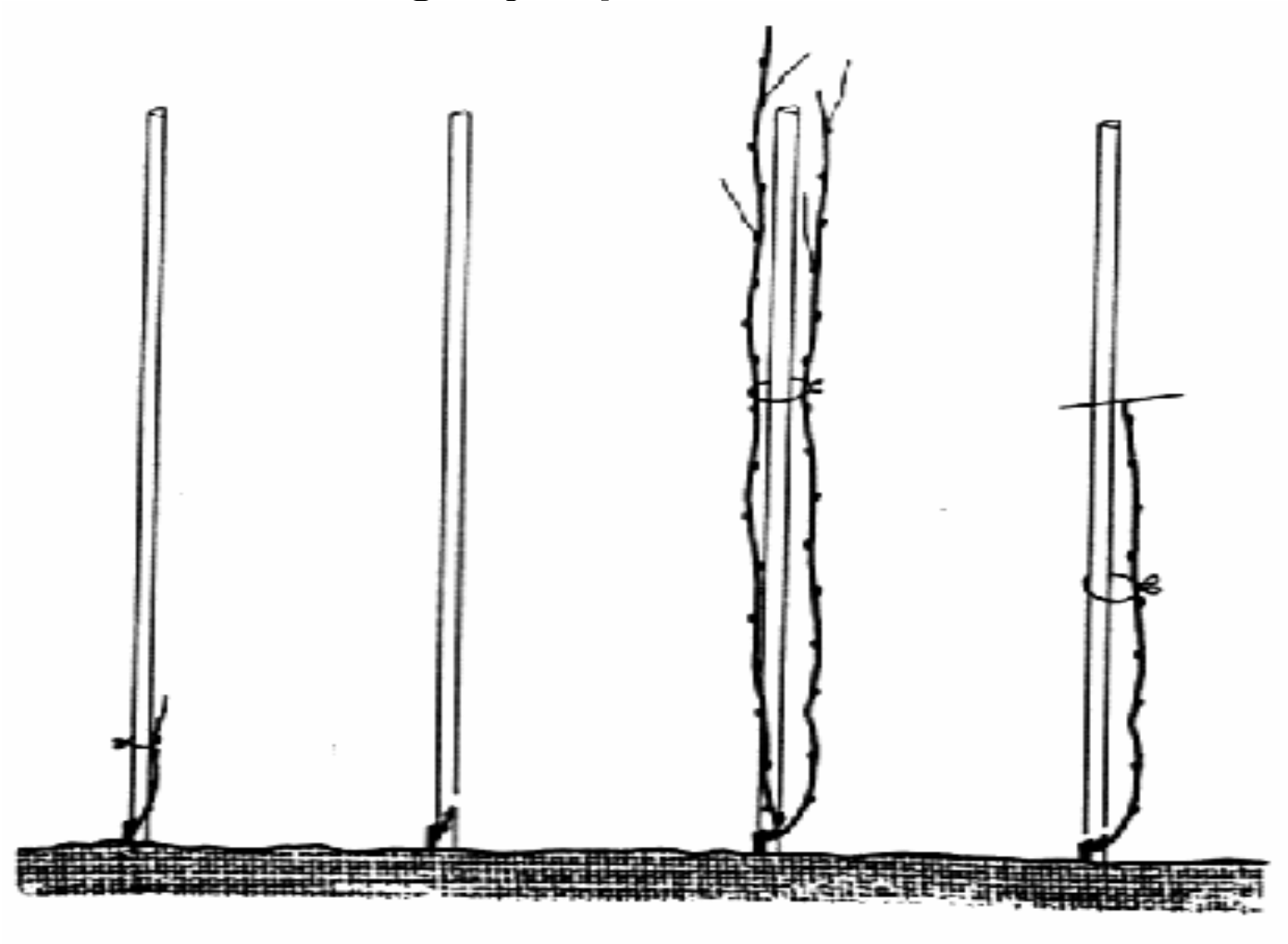Explication de la vigne pépinière