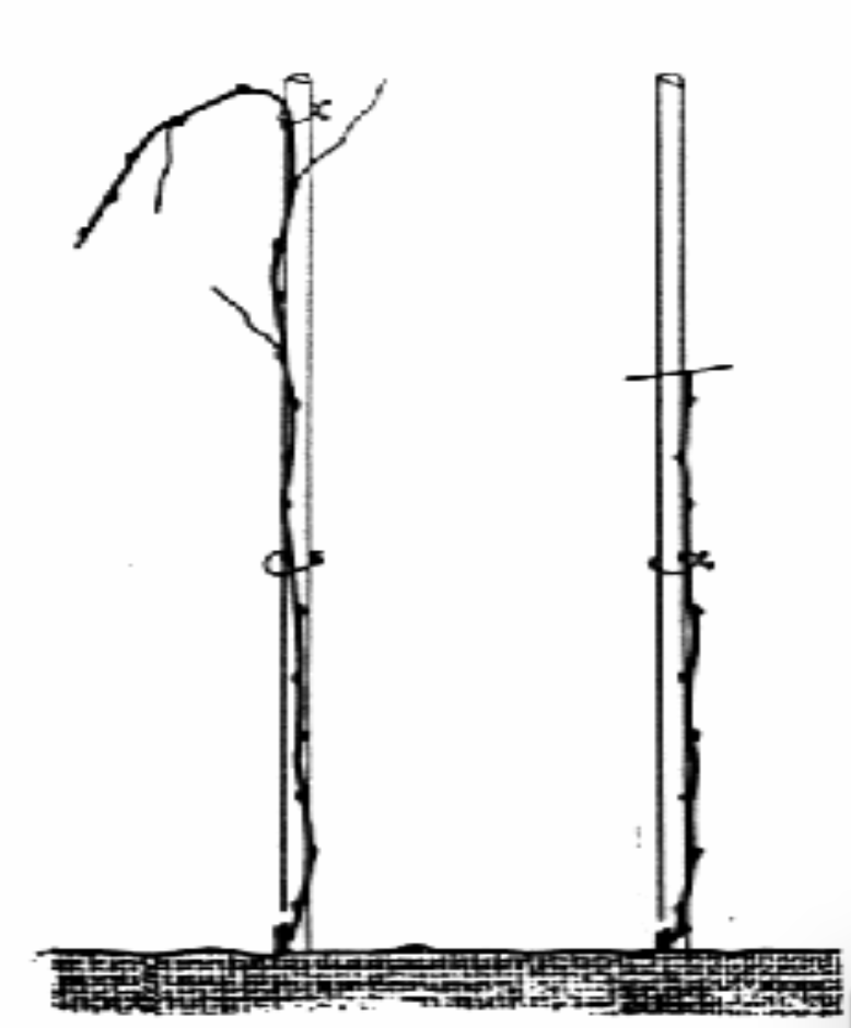 Explication de la vigne pépinière Domaine Rosset