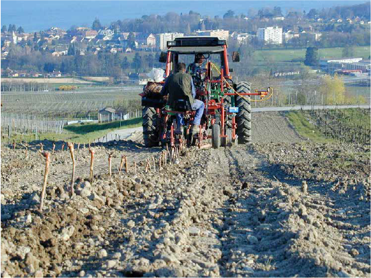 Tracteur dans la pépinière