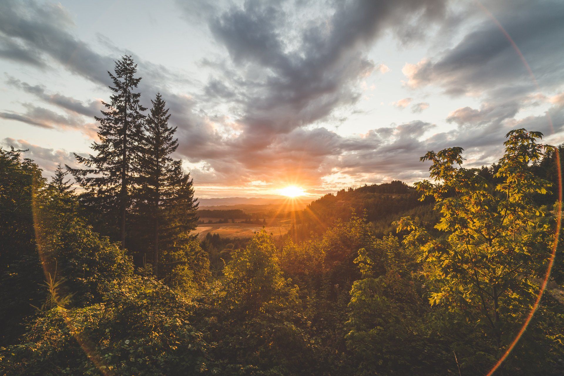 Forest view of a sunset