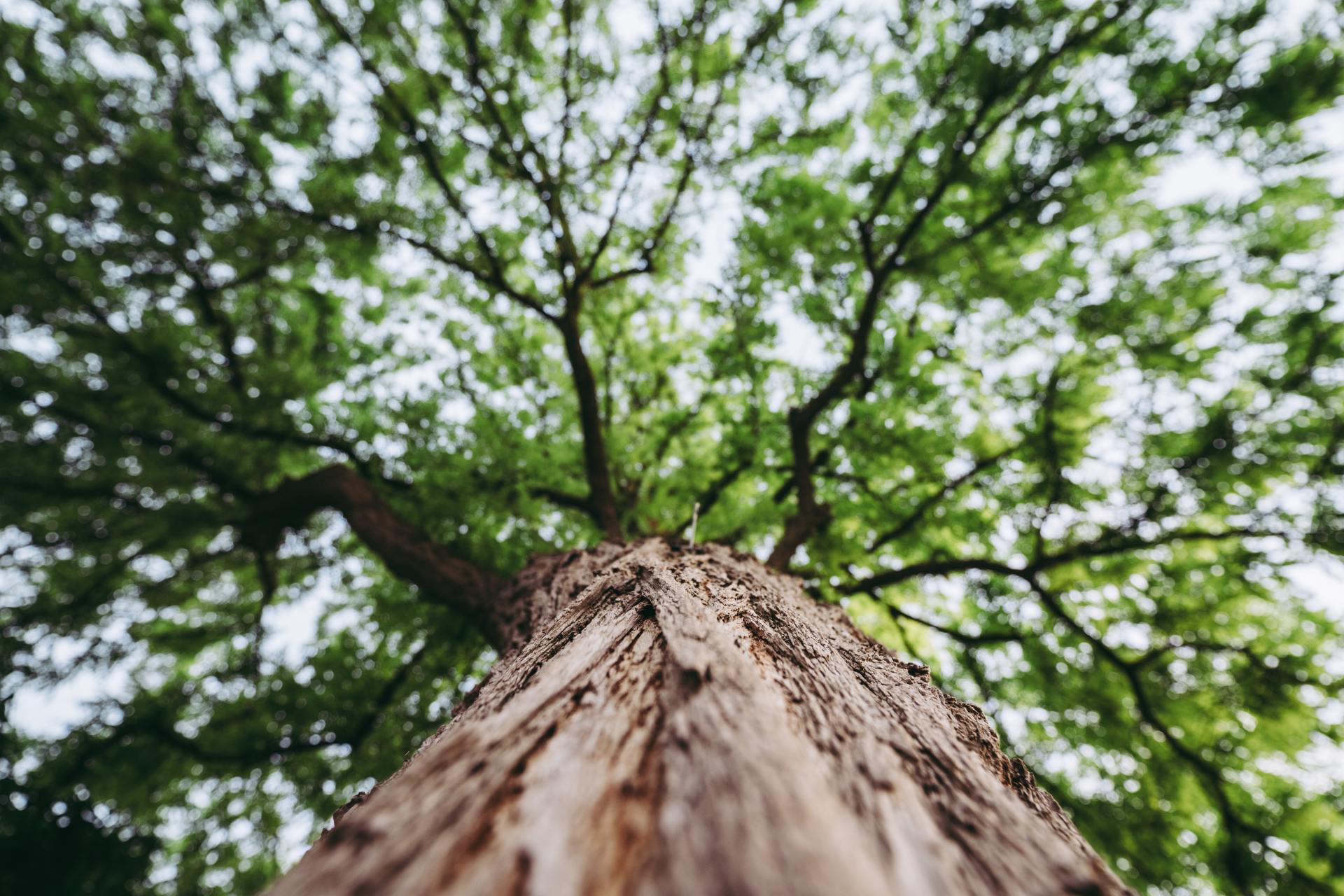 View of tall tree from bottom of tree trunk
