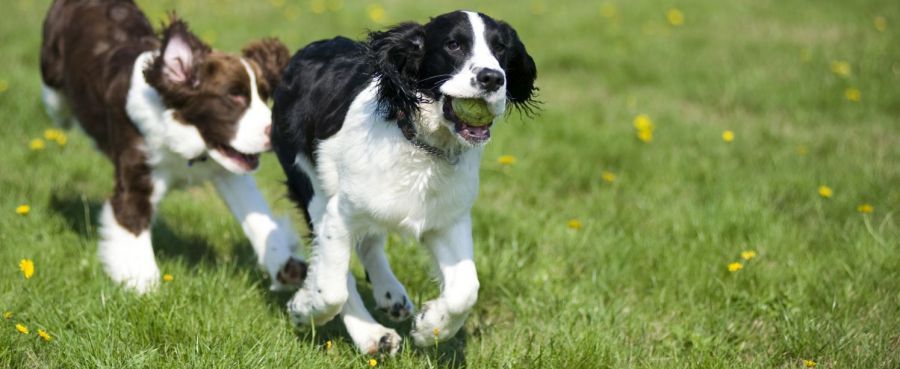 Dog boarding kennels in Bundaberg