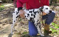 Pet sitter outdoors with dog