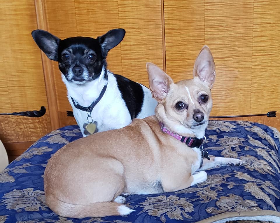 two rescue dogs