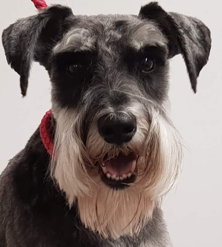 Dog grooming