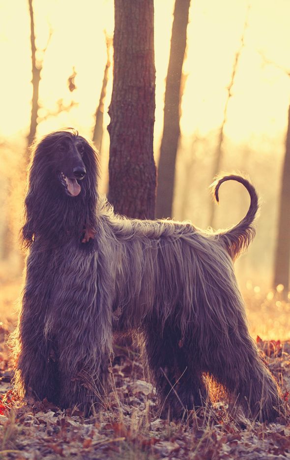 Dog hair cutting