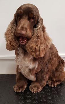A breed of dog