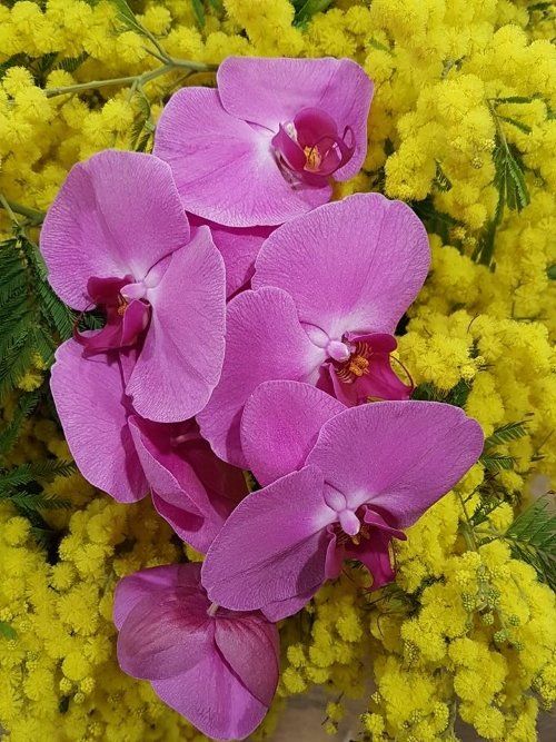 Rosa e giallo per un giorno speciale