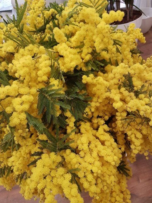 Gialle come il sole