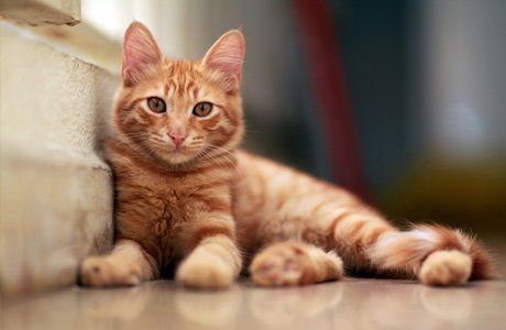 cat room