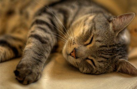 sleeping cat