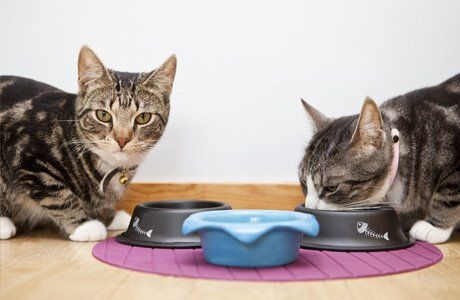 Cat nutrition