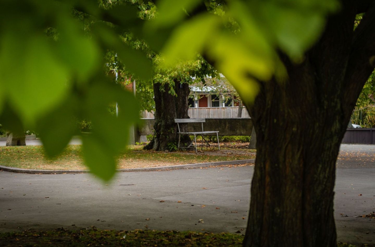 Timaru Girls Hig School | A tree in a park with a bench in the background.