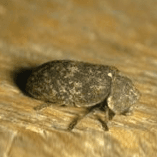 Woodworm Treatment Dorset and Somerset