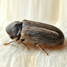 Free Woodworm Survey Dorset and Somerset