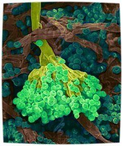 mold