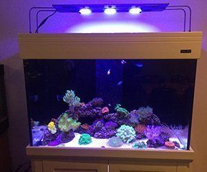 aquarium