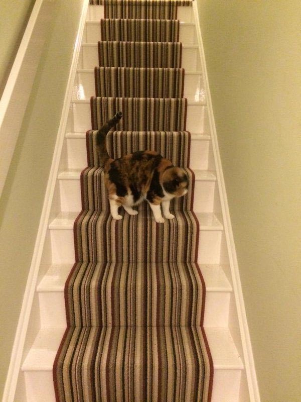 Roger Oates flooring