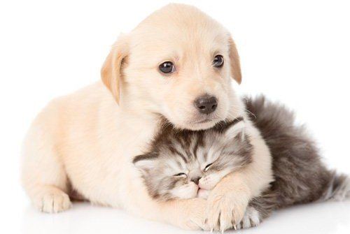 cat sleeping in dog arms
